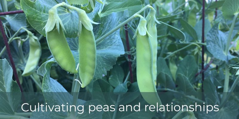 cultivating peas and relationships